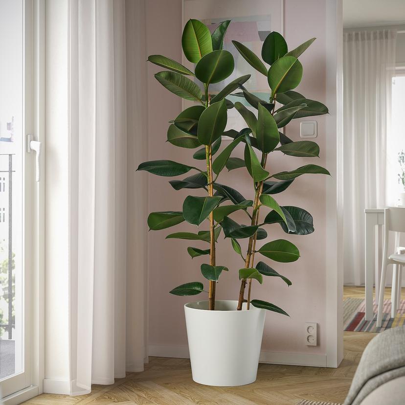 FICUS ELASTICA ROBUSTA — растение в горшке, Фикус каучуконосный, 27 см