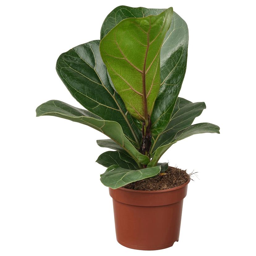 FICUS LYRATA BAMBINO — растение в горшке, фикус лировидный, 9 см