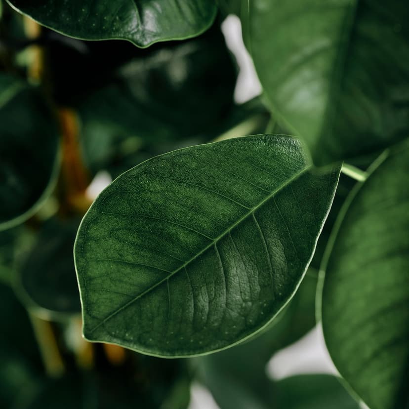 FICUS MICROCARPA — Roślina doniczkowa, fikus tępy,