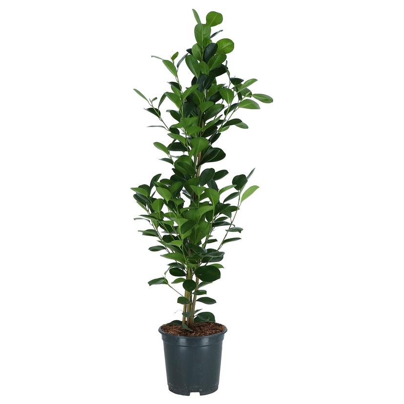 FICUS MICROCARPA — Roślina doniczkowa, fikus tępy,