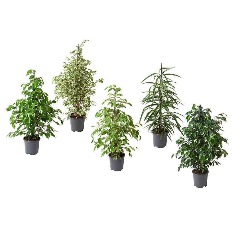 FICUS — Roślina doniczkowa, różne,