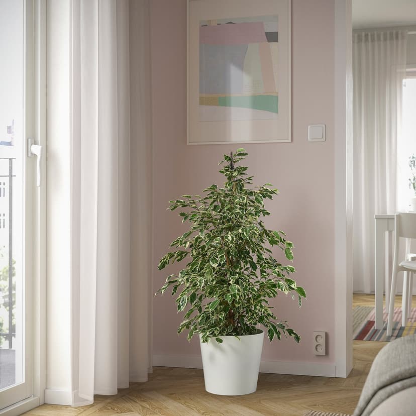 FICUS — Roślina doniczkowa, różne,