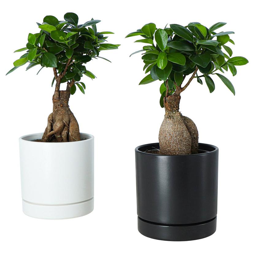 FICUS — Растение в горшке, 12 см