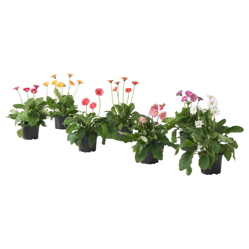 GERBERA — Roślina doniczkowa, Gerbera różne kolory,