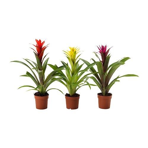 GUZMANIA — растение в горшке, Гусмания/разные цвета, 9 см