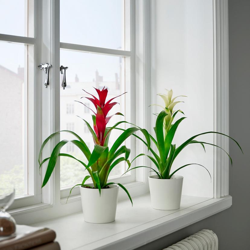 GUZMANIA — растение в горшке, Гусмания/разные цвета, 9 см