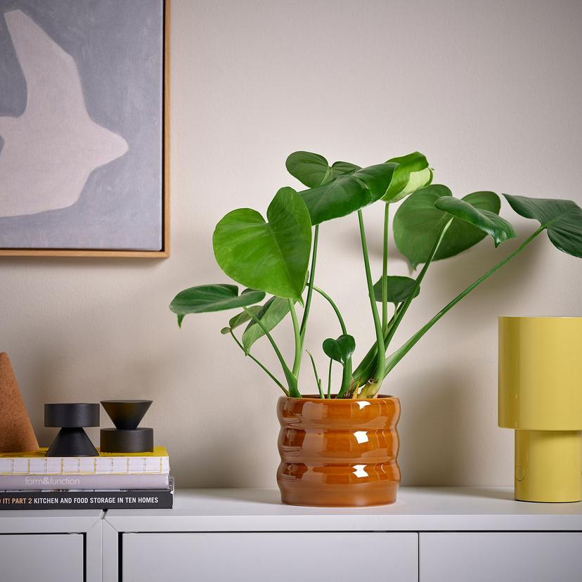 HASSELBUKETT — Цветочный горшок/кашпо, 12 см