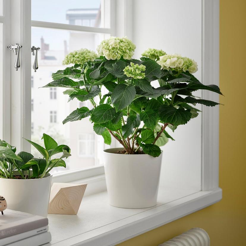 HYDRANGEA — растение в горшке