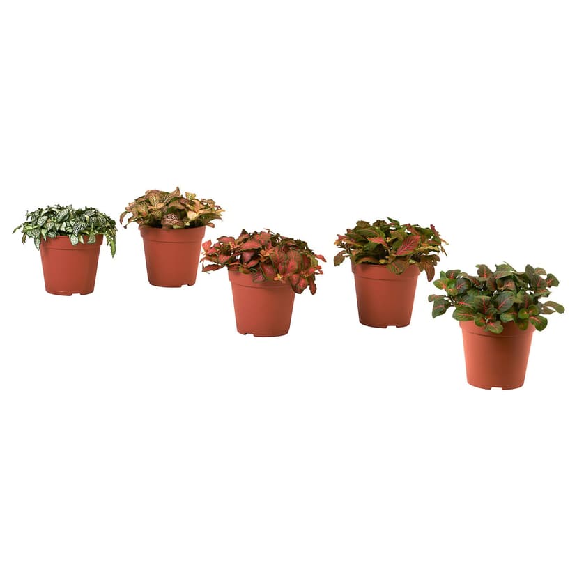 HYPOESTES — Roślina doniczkowa, Niedośpian/różne,