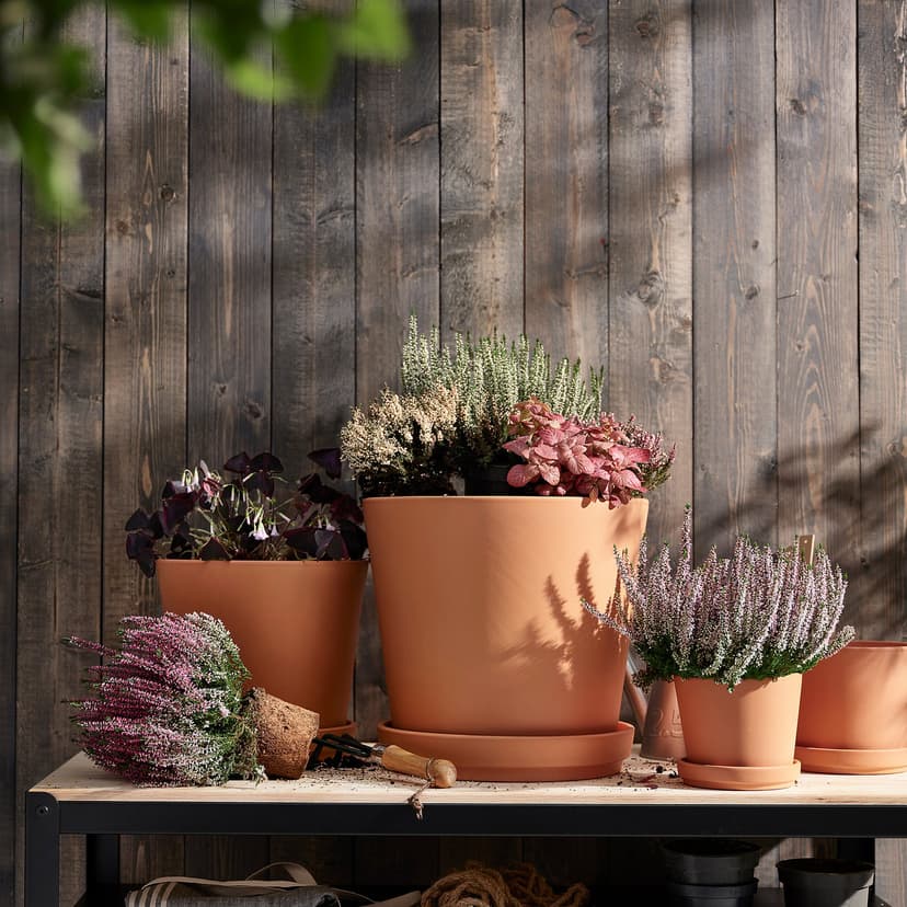 HYPOESTES — Roślina doniczkowa, Niedośpian/różne,