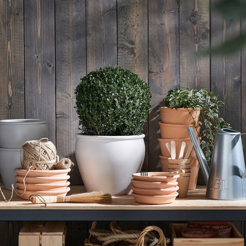 ILEX — Roślina doniczkowa, ostrokrzew bukszpanowy,