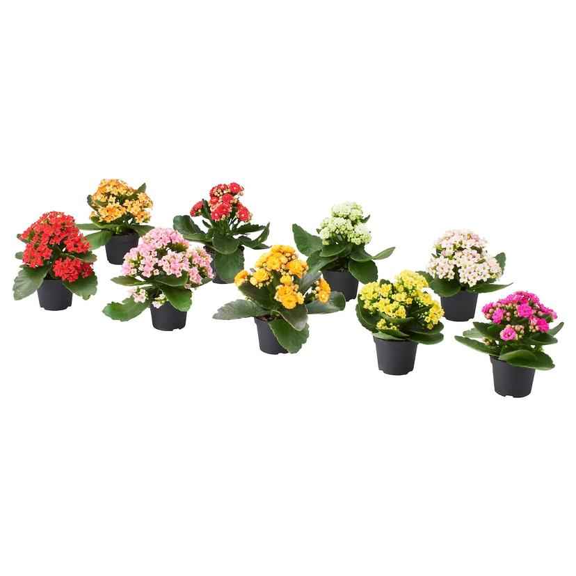 KALANCHOE — Комнатное растение , 6 см