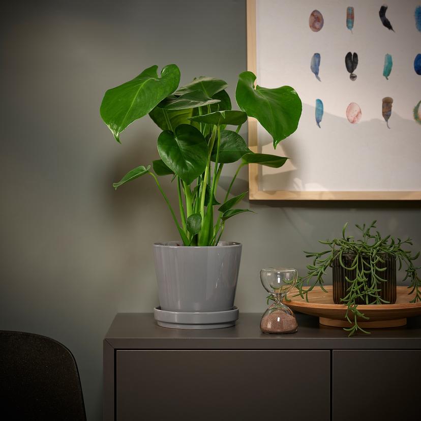 MONSTERA DELICIOSA — растение в горшке, Монстера деликатесная, 12 см