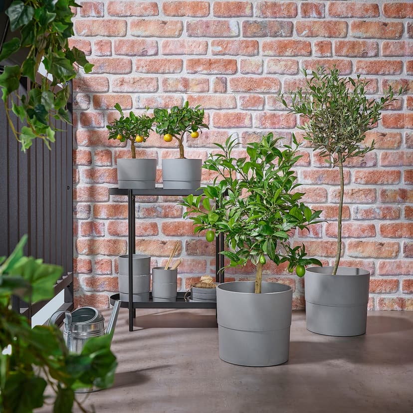 OLEA EUROPAEA — Roślina doniczkowa, Drzewko oliwne/trzon,