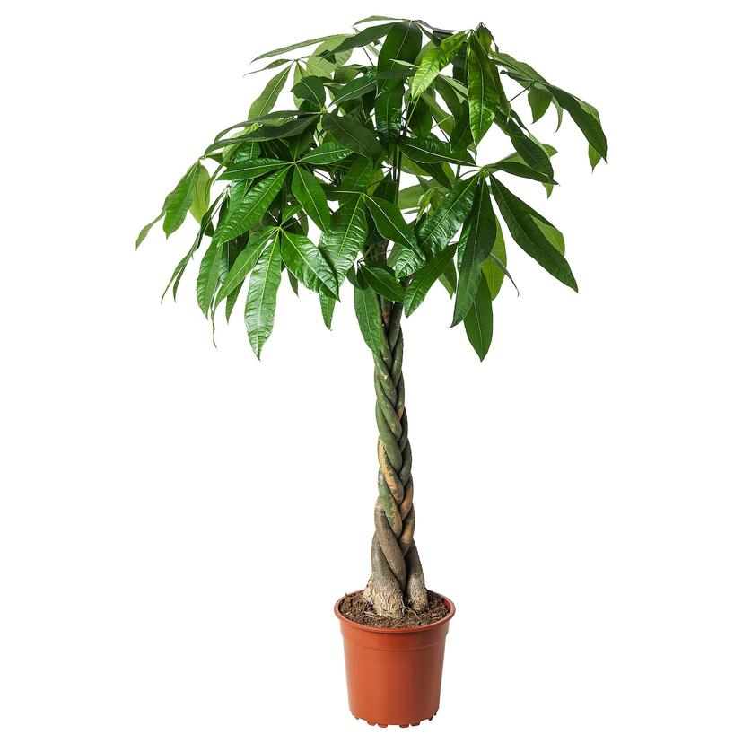 PACHIRA AQUATICA — Комнатное растение , 27 см