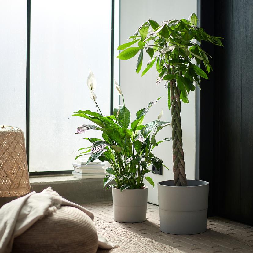 PACHIRA AQUATICA — Комнатное растение , 27 см