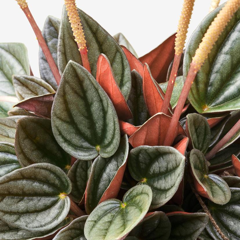 PEPEROMIA — растение в горшке, различные растения, 12 см