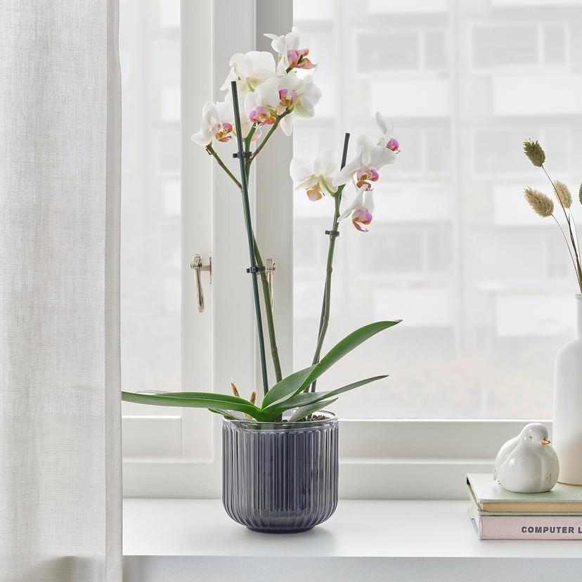 PHALAENOPSIS — растение в горшке, 12 см