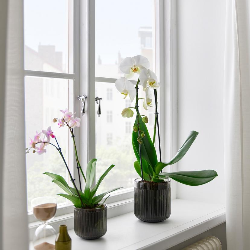 PHALAENOPSIS — растение в горшке, Орхидея/каскад 1 стебель, 12 см