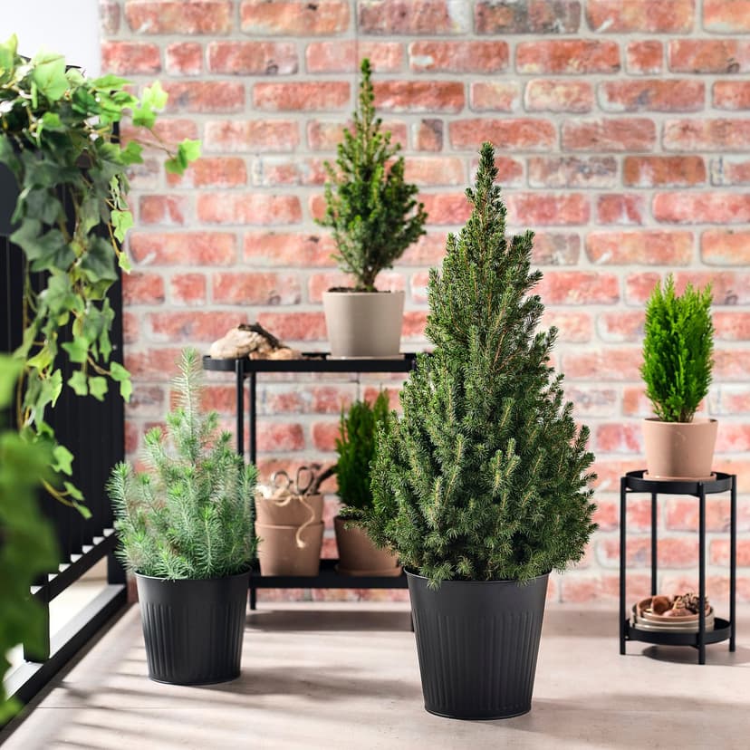 PICEA GLAUCA CONICA — Roślina doniczkowa, biały świerk,