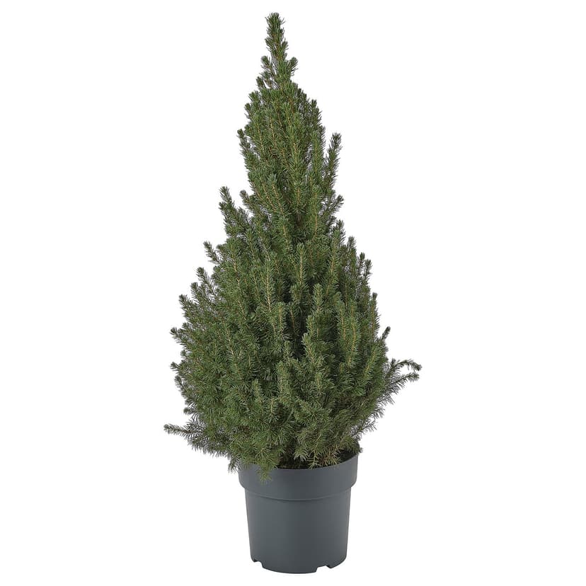PICEA GLAUCA CONICA — Roślina doniczkowa, biały świerk,