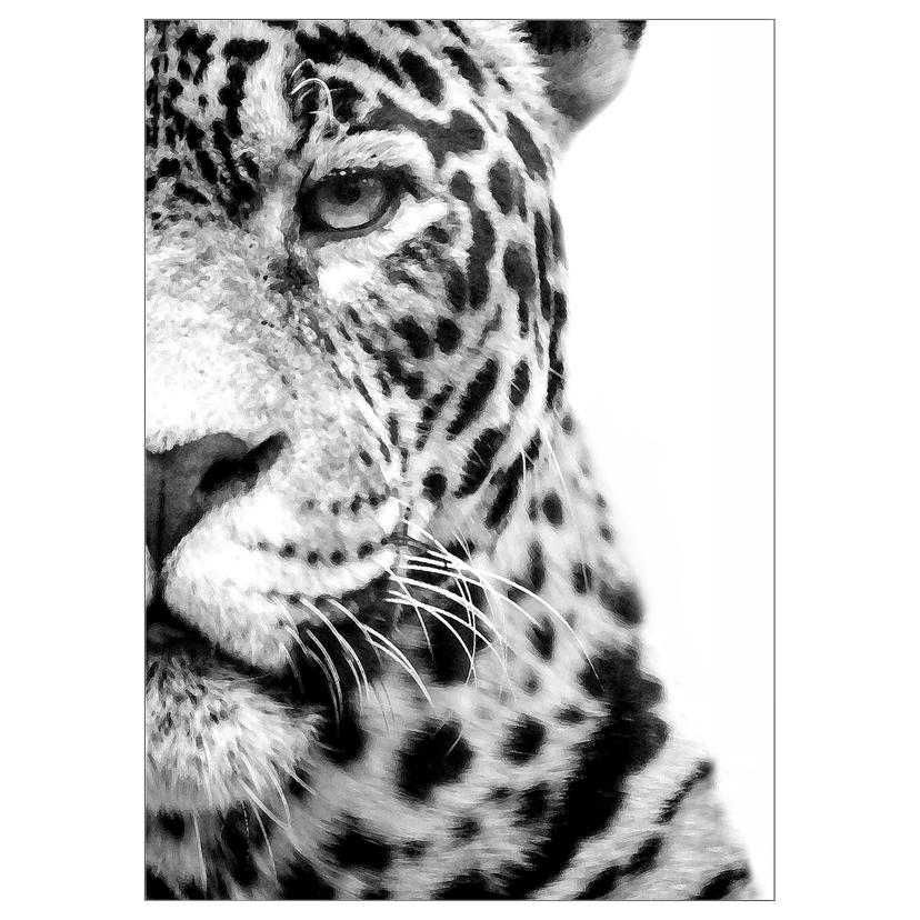 PJÄTTERYD — картина, В свете софитов, 50x70 см