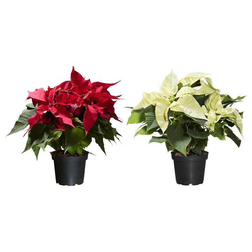 POINSETTIA — Комнатное растение , 13 см