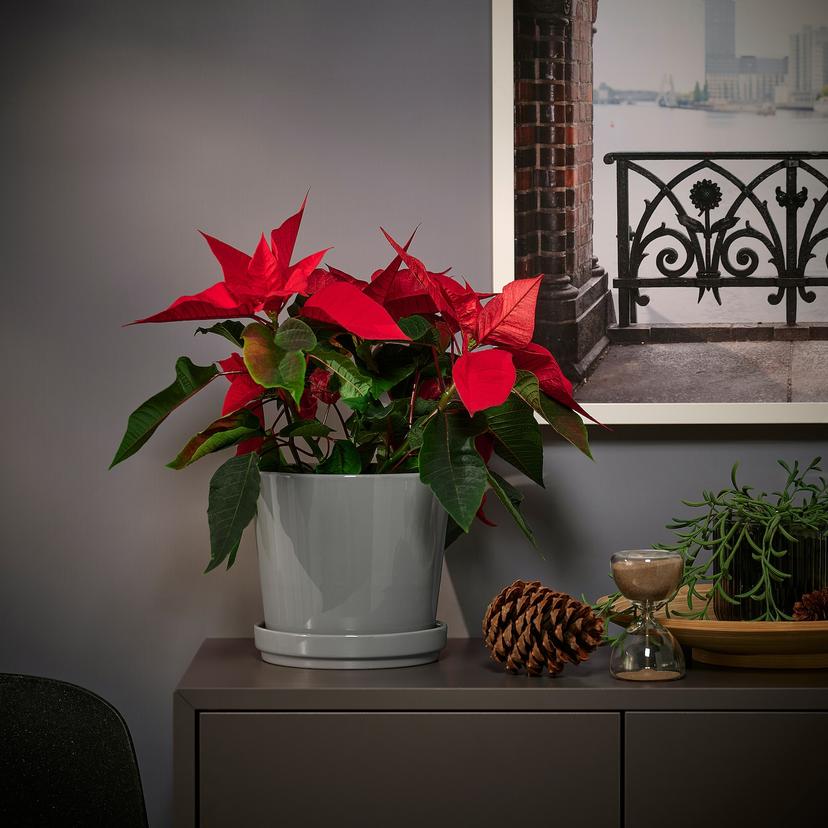 POINSETTIA — Комнатное растение , 13 см