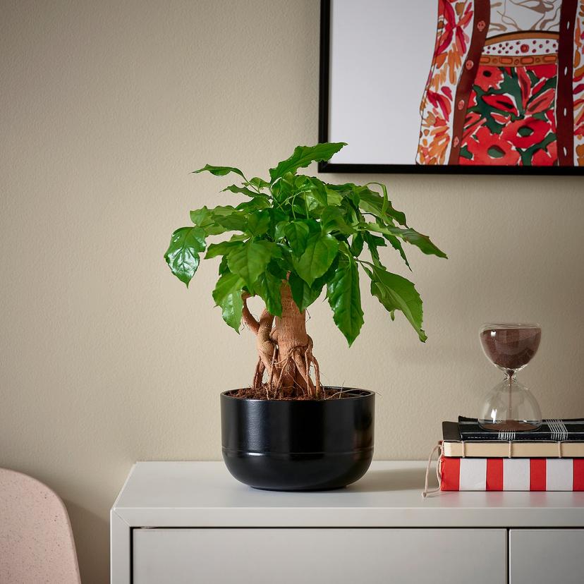 RADERMACHERA — комнтн раст в горшке