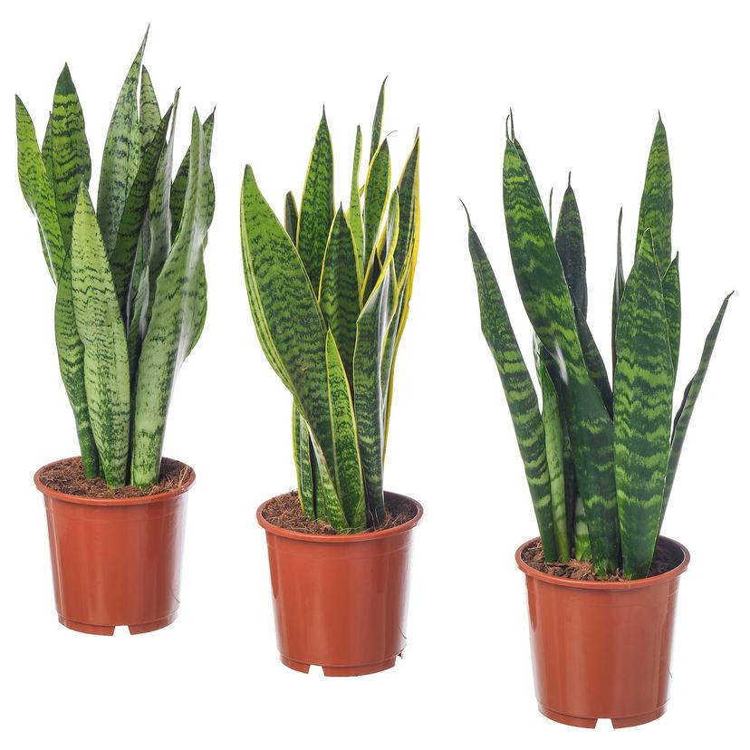 SANSEVIERIA TRIFASCIATA — растение в горшке, 14 см