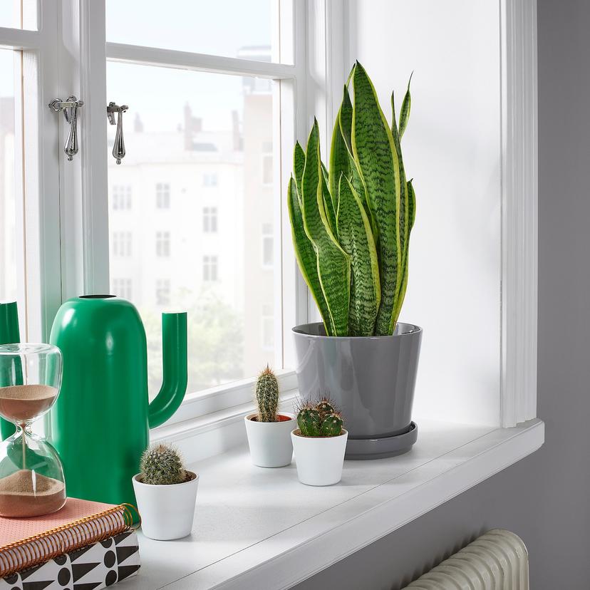 SANSEVIERIA TRIFASCIATA — растение в горшке, 14 см