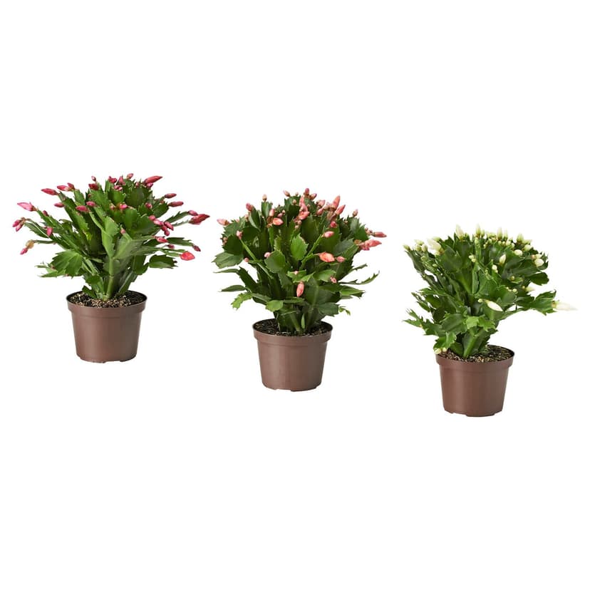 SCHLUMBERGERA — Roślina doniczkowa, świąteczny kaktus,