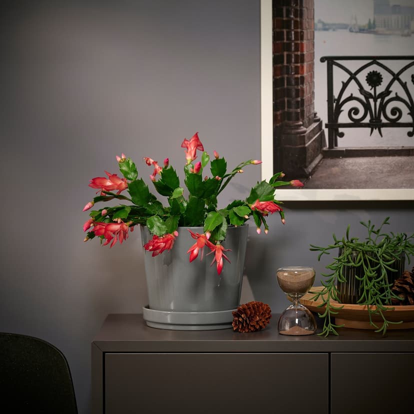 SCHLUMBERGERA — Roślina doniczkowa, świąteczny kaktus,