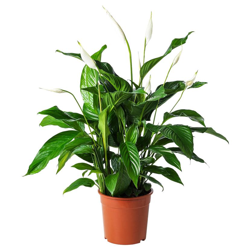SPATHIPHYLLUM — Комнатное растение , 24 см