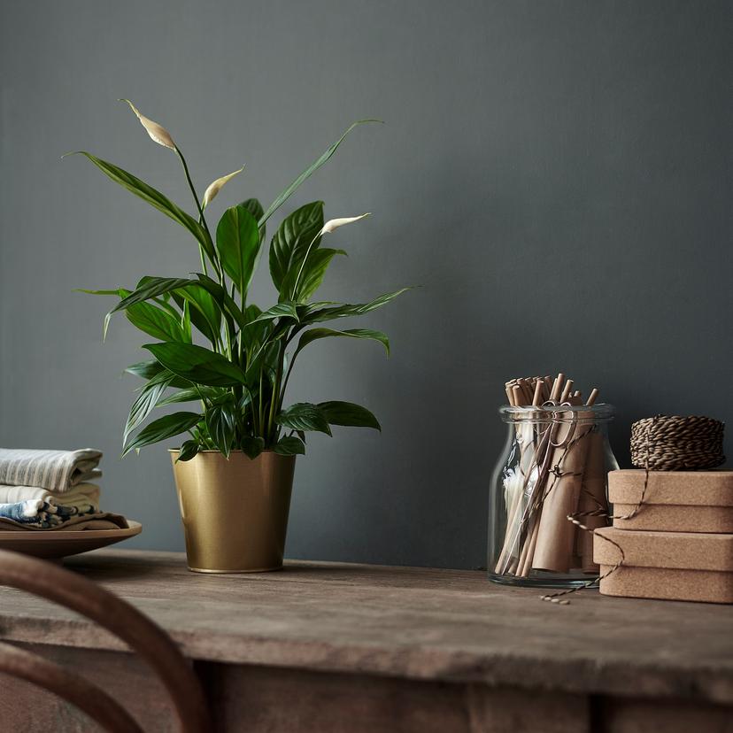 SPATHIPHYLLUM — растение в горшке, Спатифиллум, 12 см