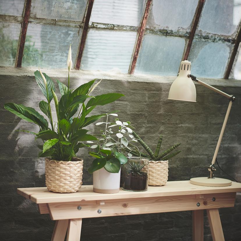SPATHIPHYLLUM — Комнатное растение , 17 см