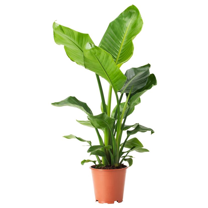 STRELITZIA — Комнатное растение , 19 см
