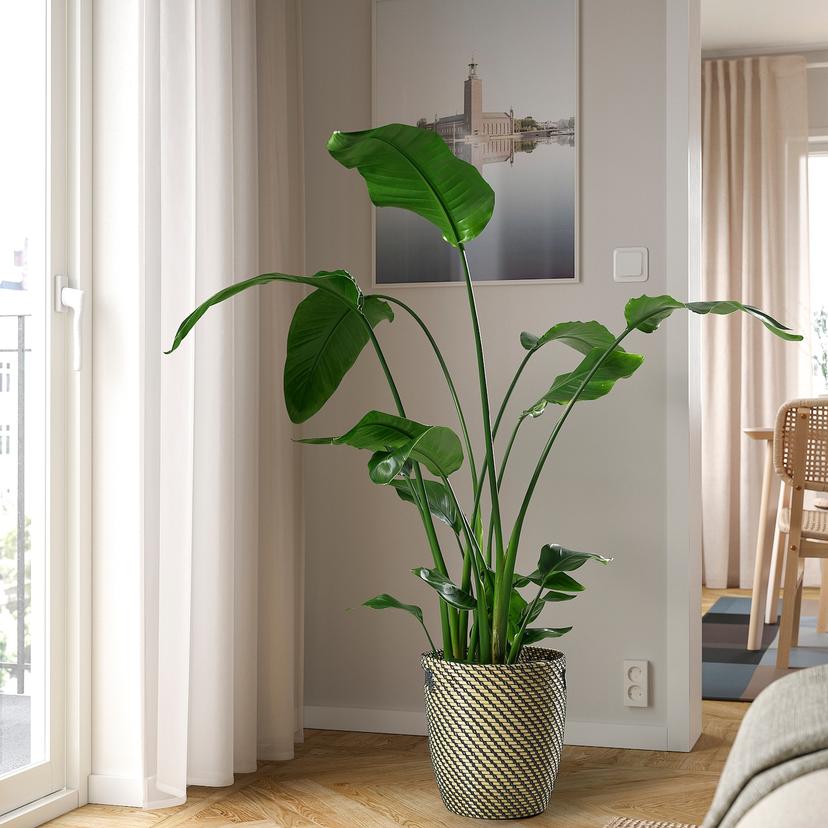 STRELITZIA — растение в горшке, Стрелиция, 27 см