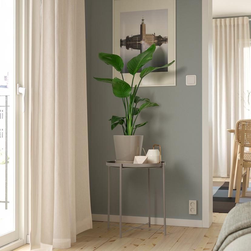 STRELITZIA — Комнатное растение , 19 см