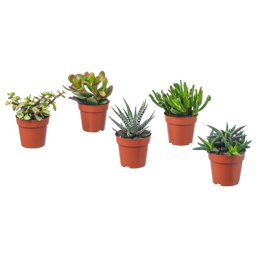 SUCCULENT — растение в горшке, различные растения/Суккулент, 9 см