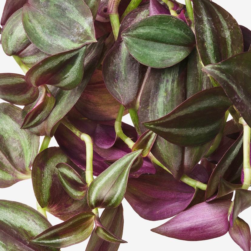 TRADESCANTIA — ампельное растение, Традесканция различные растения, 17 см