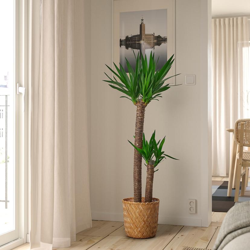 YUCCA ELEPHANTIPES — растение в горшке, Юкка слоновая/2 стебля, 24 см